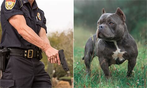 A video shows a Florida police officer fatally shooting a dog while responding to a barking complaint.