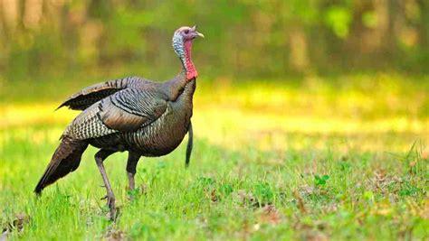 A California mail carrier allegedly beat a turkey to death. Was it self defense