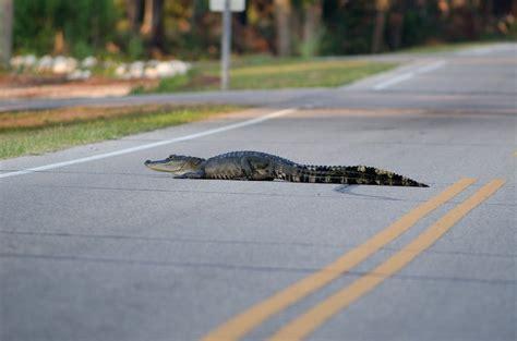 Man Dead After Vehicle Struck 11-Foot Alligator In Road