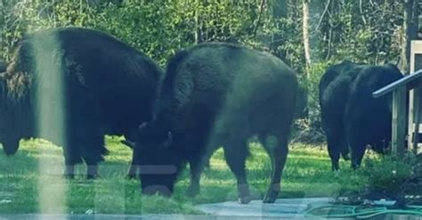 Rick Ross’ Georgia neighbor complains about his buffaloes roaming onto her property